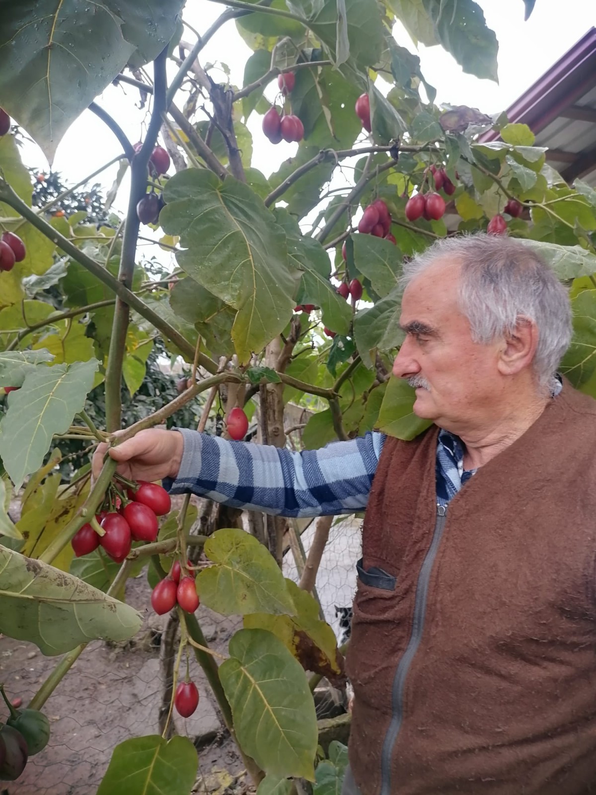 Her derde deva:Ağaç domatesi ’Tamarillo'yu Türkiye ile tanıştırdı